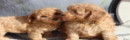 Cavapoochon dogs for sale: Cavapoochon puppies for sale Fox Red  - Advert 24
