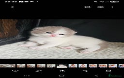 British Shorthair cats for sale: Lilac & White Harlequin Active Boy - Image 10
