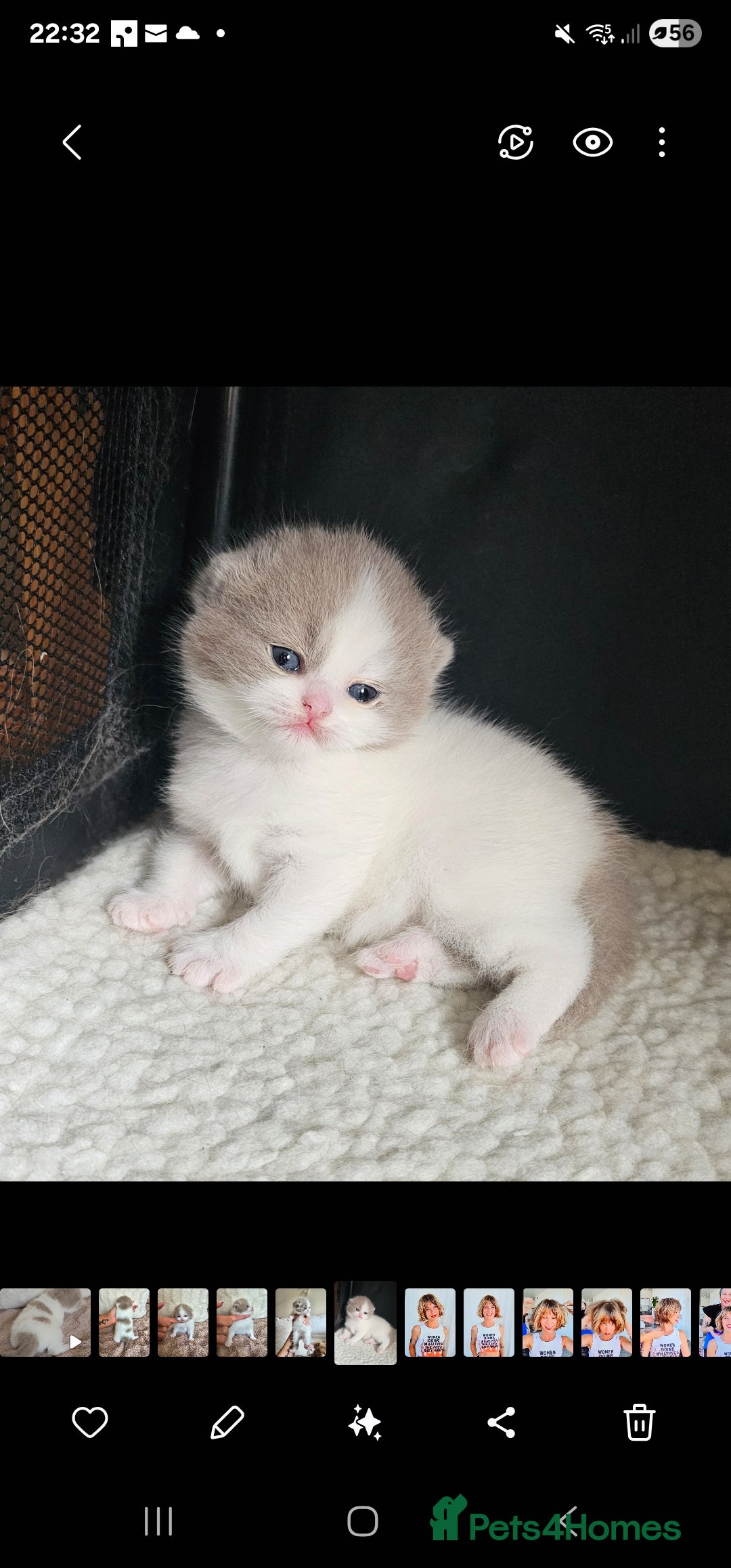 British Shorthair cats for sale: Lilac & White Harlequin Active Boy - Image 10