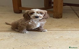 Cockapoo dogs for sale: F1 Apricot cockapoo’s boys and girls  - Image 5