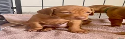 Hungarian Vizsla dogs for sale: Hungarian vizsla puppies  in Thirsk - Advert 9