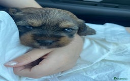 Mixed Breed dogs for sale: Adorable puppies - Image 15