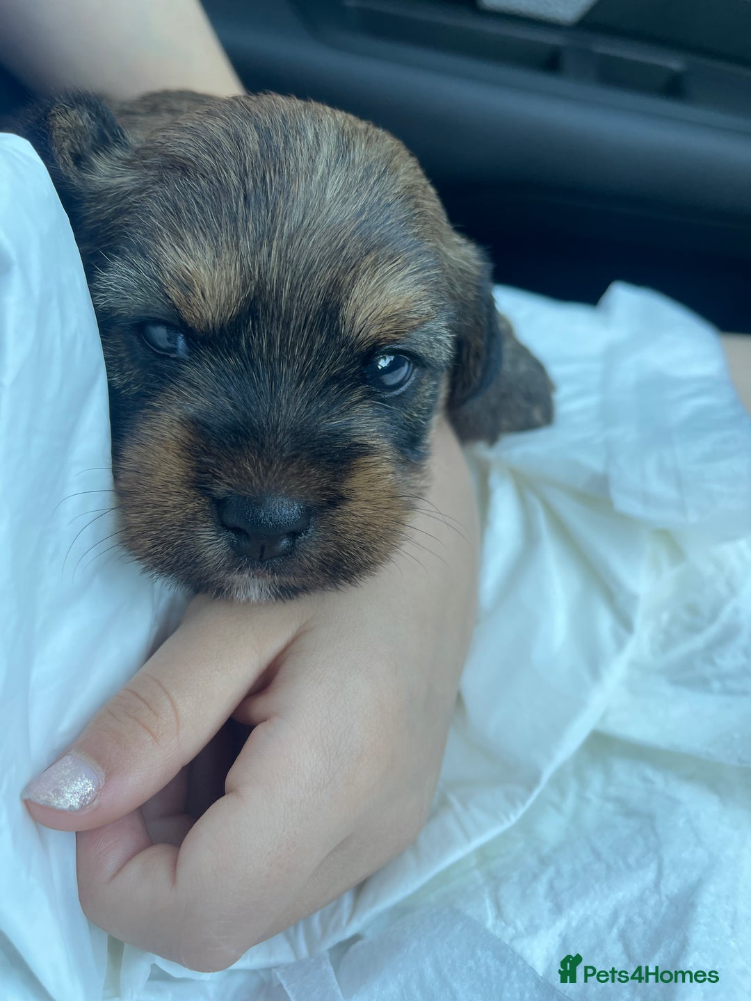 Mixed Breed dogs for sale: Adorable puppies - Image 15