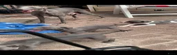 Whippet dogs for sale: Blue Kennel Club Registered Whippet pups - Advert 19