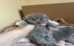 British Shorthair cats for sale: Champion Bloodline British Shorthair Kittens  - Image 8