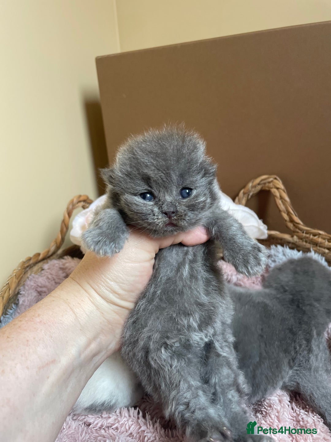 British Shorthair cats for sale: Champion Bloodline British Shorthair Kittens  - Image 8