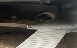 Rat rodents for sale: 2 pet rats  - Image 2
