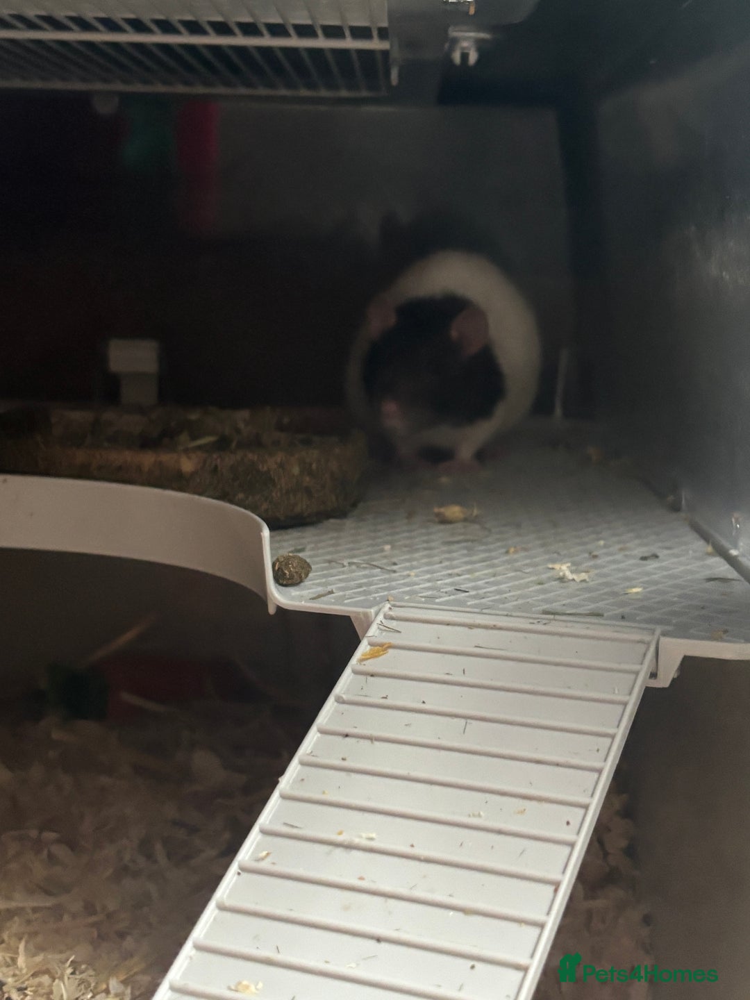 Rat rodents for sale: 2 pet rats  - Image 2