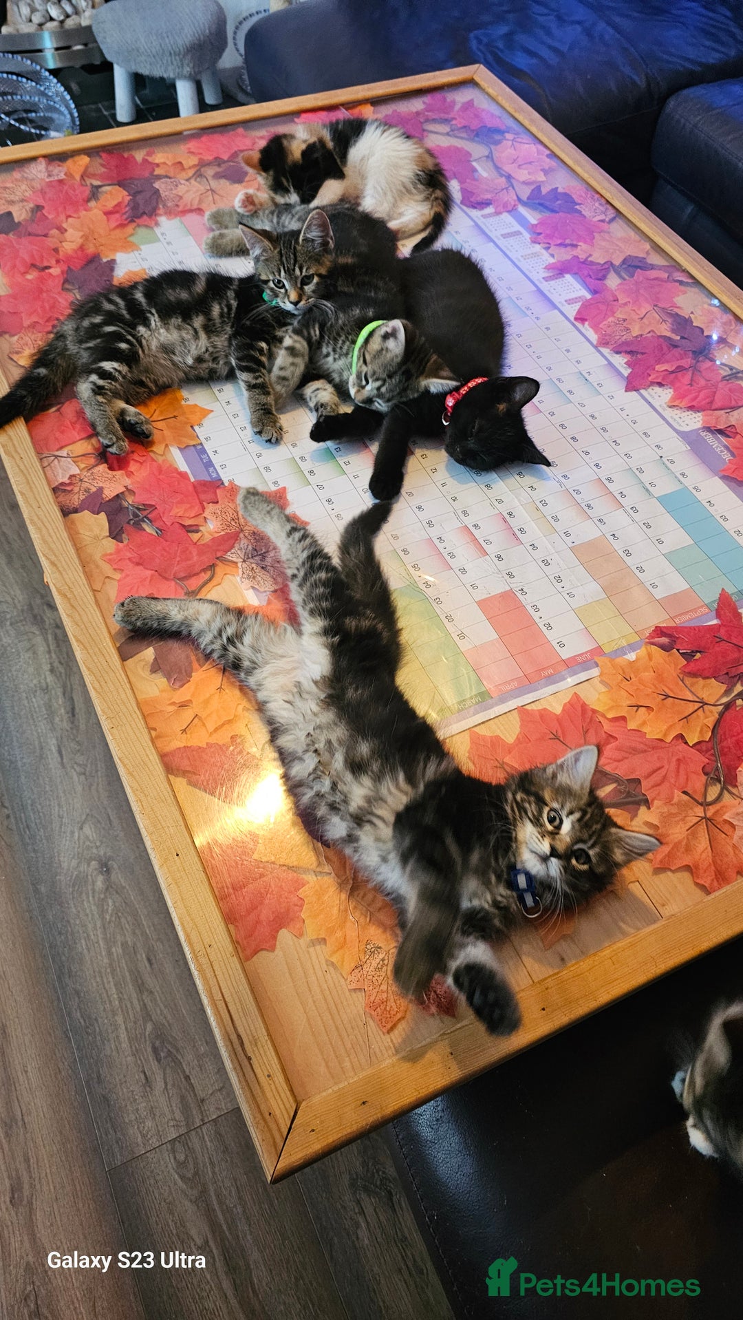Mixed Breed cats for sale: Few lovely kittens ready for new lovely homes ! - Image 29