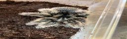 Mixed Breed invertebrates for sale: Various Invertebrates At Urban Exotics  - Advert 32