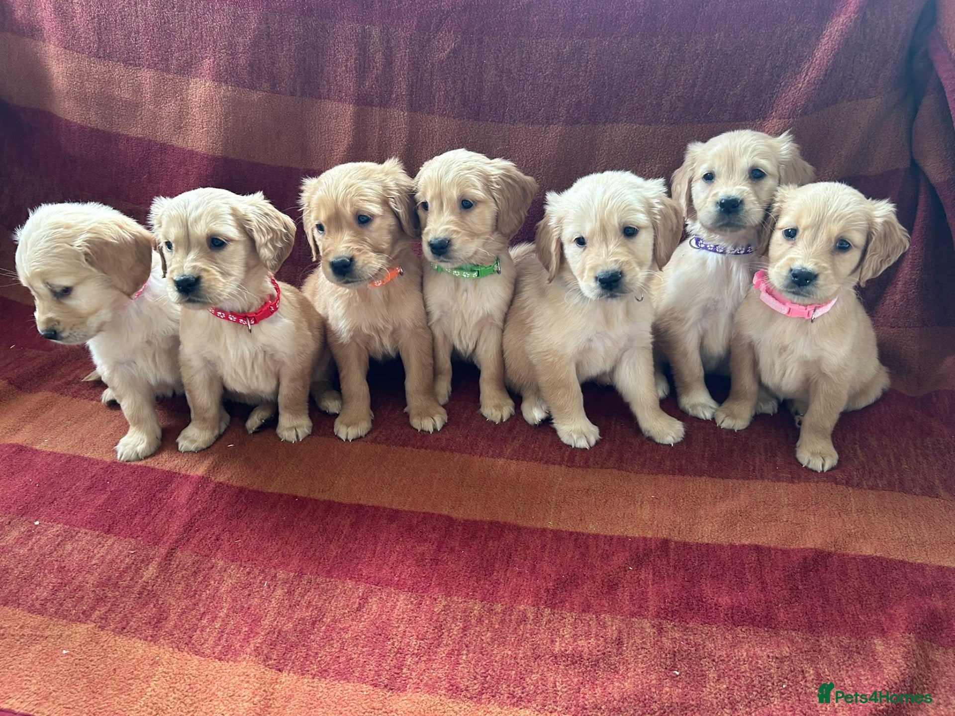 Golden Retriever dogs Kc registered golden retriever puppies  - Advert 1