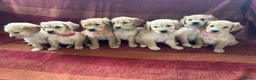 Golden Retriever dogs for sale: Kc registered golden retriever puppies  - Advert 1
