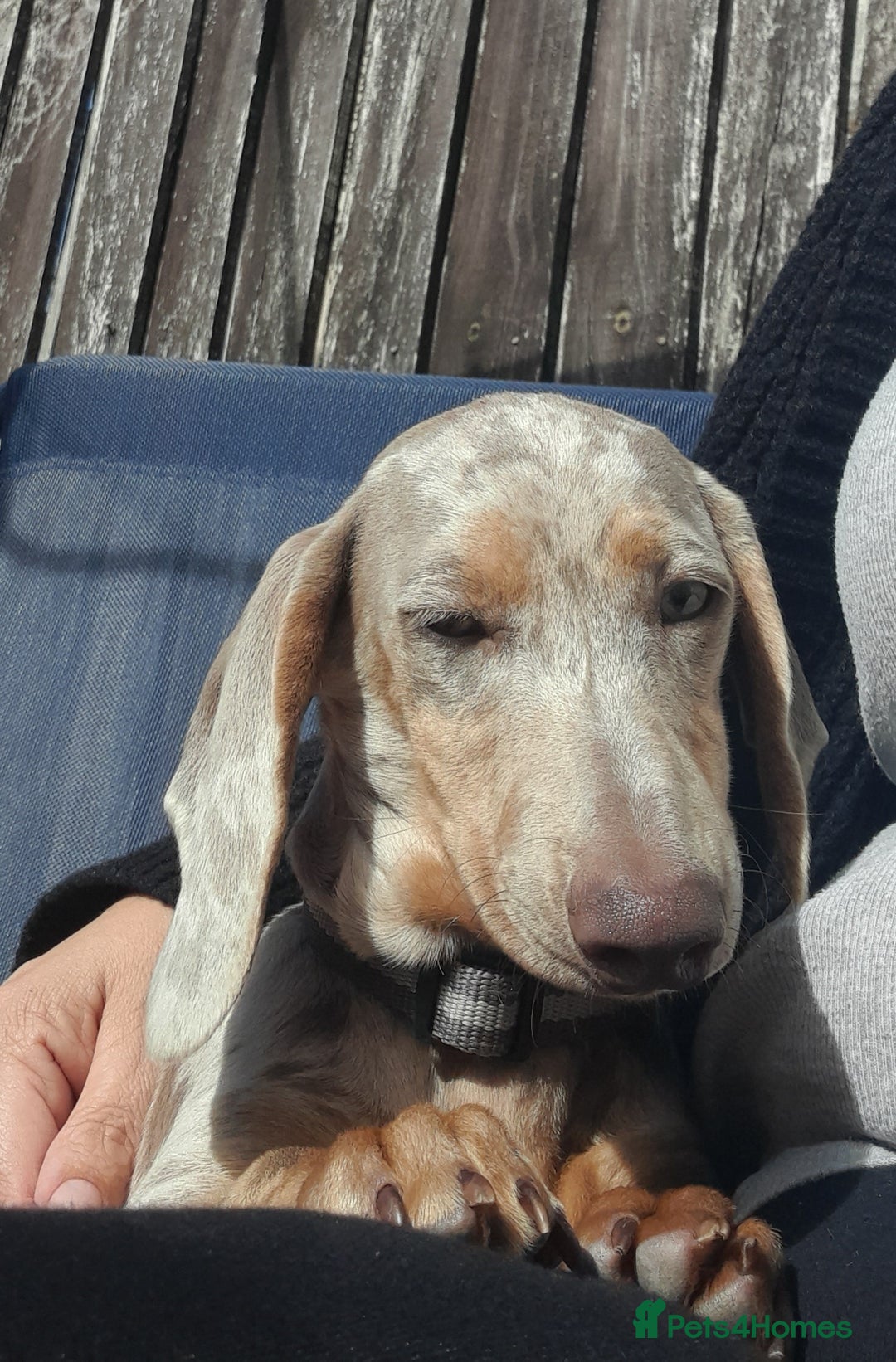 Dachshund dogs for sale: Isabella dapple tan dashound  - Image 4