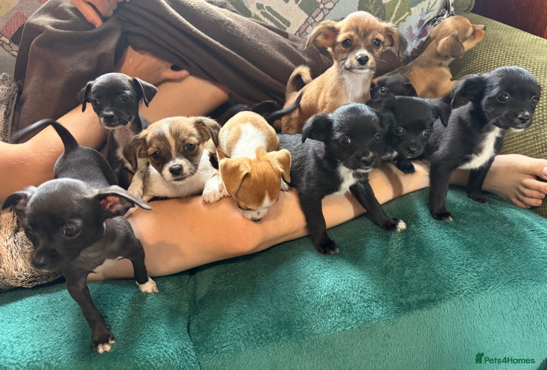Chihuahua dogs for sale: Chihuahua X Puppies - Image 2