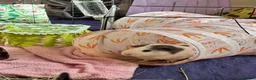 Guinea Pig rodents for sale: LOOKING FOR A LOVING FOREVER HOME  - Advert 2