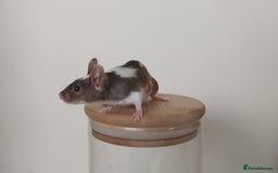 Mouse rodents for sale: 🐭 Female Mice Available for Adoption 🐭 - Image 22