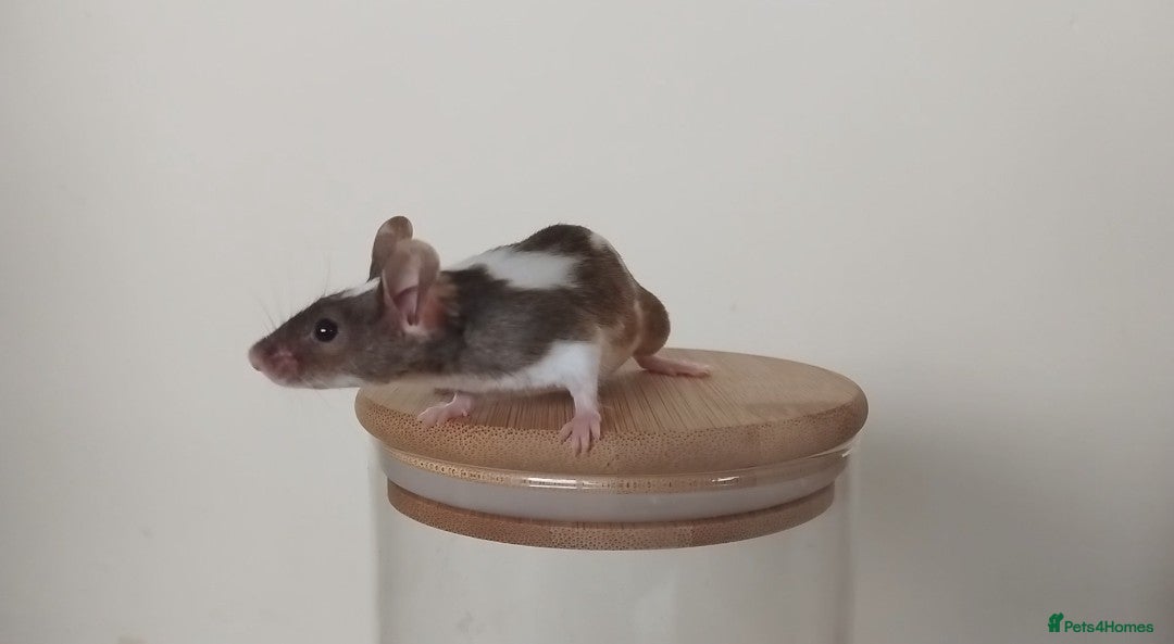 Mouse rodents for sale: 🐭 Female Mice Available for Adoption 🐭 - Image 22
