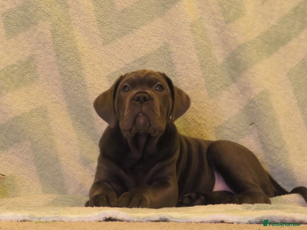Cane Corso dogs for sale:  Health-Tested Cane Corso Puppies 🐾 - Advert 15