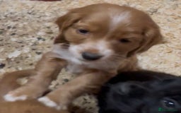 Cockapoo dogs for sale: Cockapoo puppies - Image 3