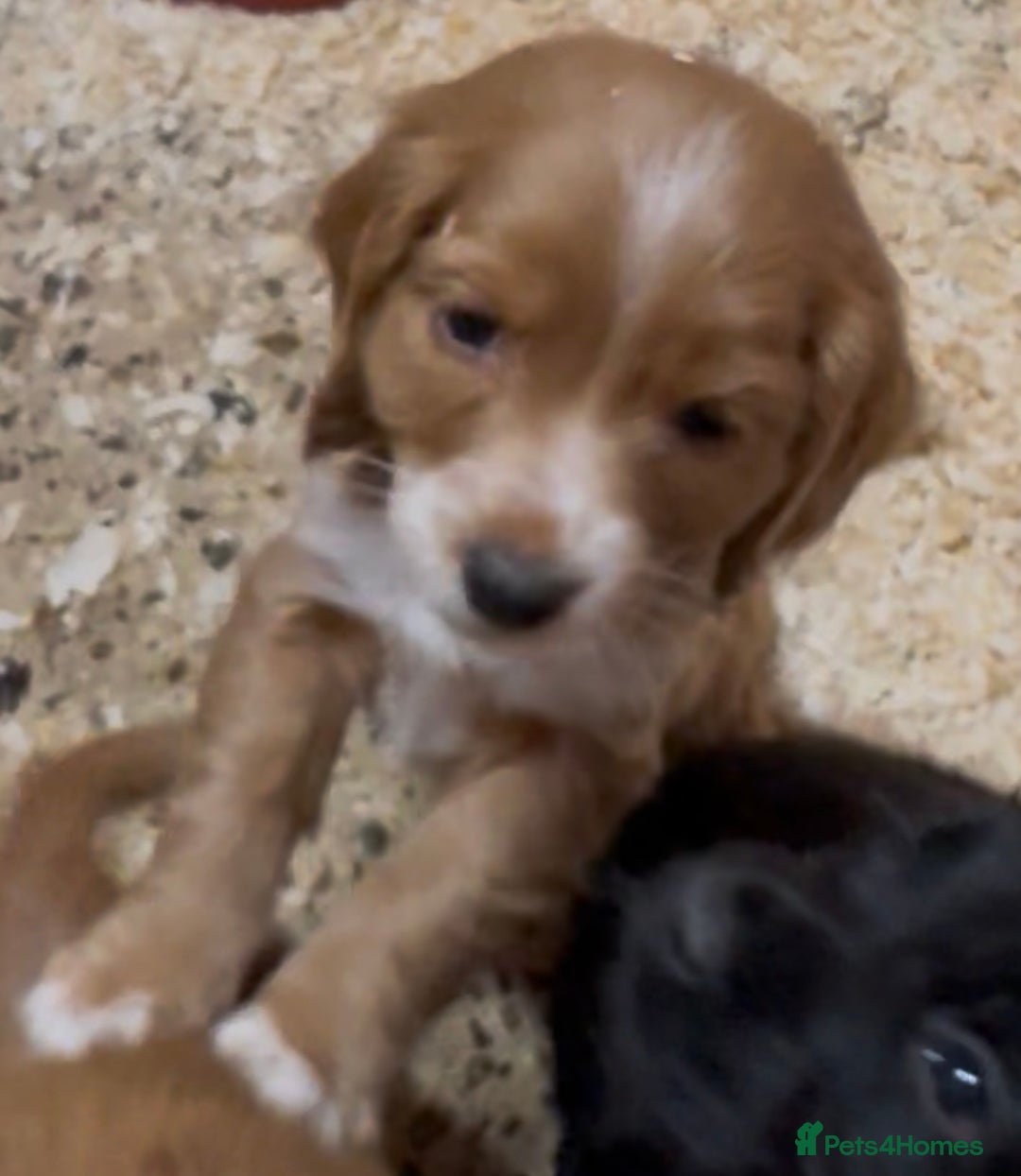Cockapoo dogs for sale: Cockapoo puppies - Image 3