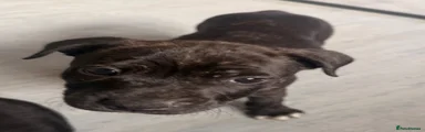 Staffordshire Bull Terrier 1