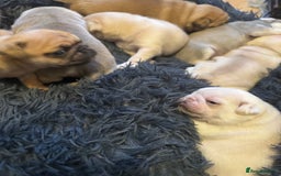 Pug dogs for sale: Beautiful Pug Puppies Male Female - Image 18