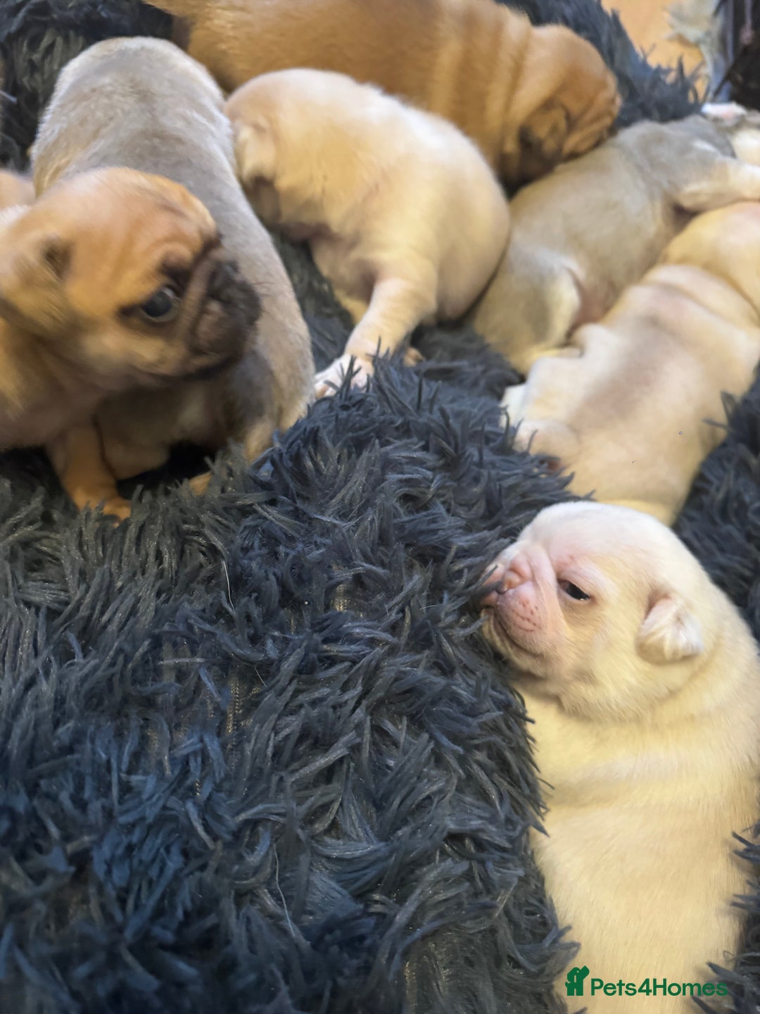 Pug dogs for sale: Beautiful Pug Puppies Male Female - Image 18
