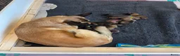 Belgian Shepherd Dog dogs for sale: Stunning Belgian Malinois puppies  - Advert 19