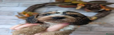 Cockapoo 4