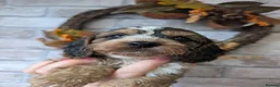Cockapoo dogs for sale: Show Type Cockapoo Puppies DNA clear  - Advert 24