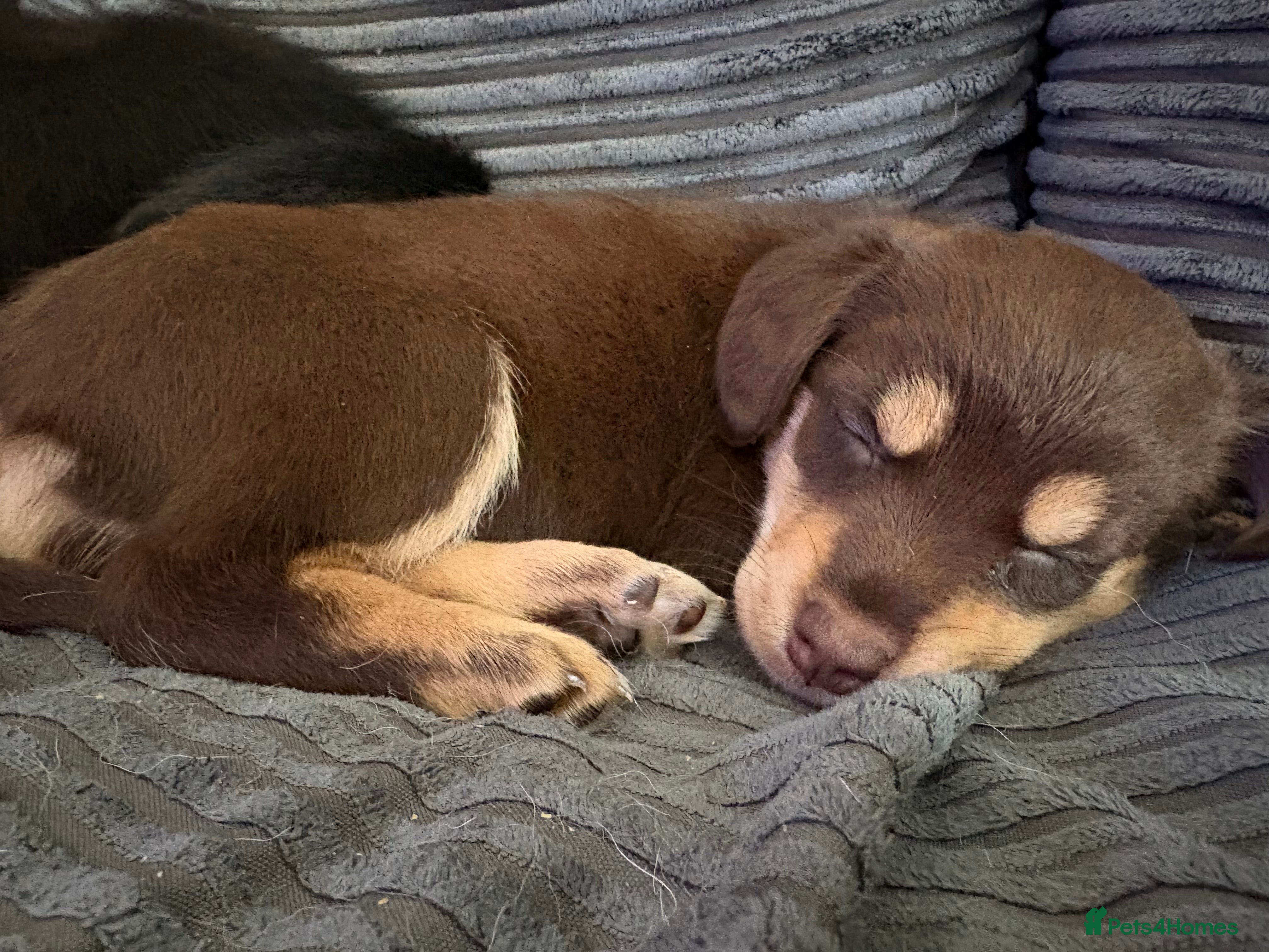 Mixed Breed dogs Siberian Cocker Puppies- reduced!!!  - Advert 23