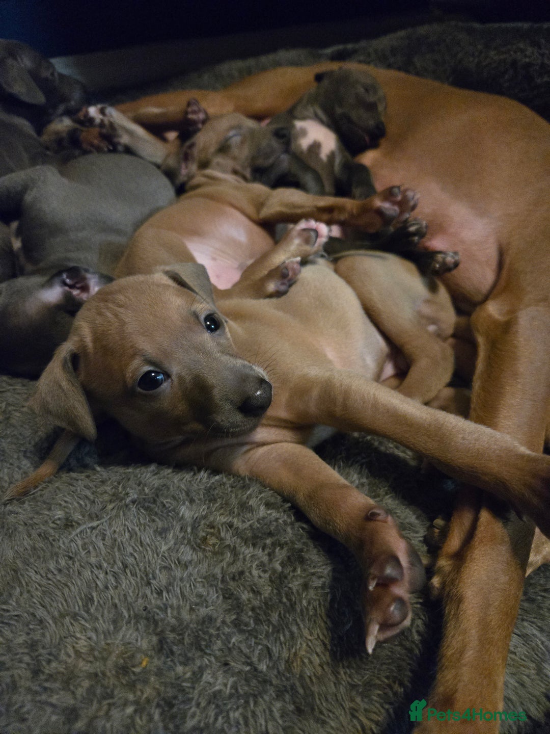 Italian Greyhound dogs for sale: Quality KC Registered Italian Greyhound puppies - Advert 21