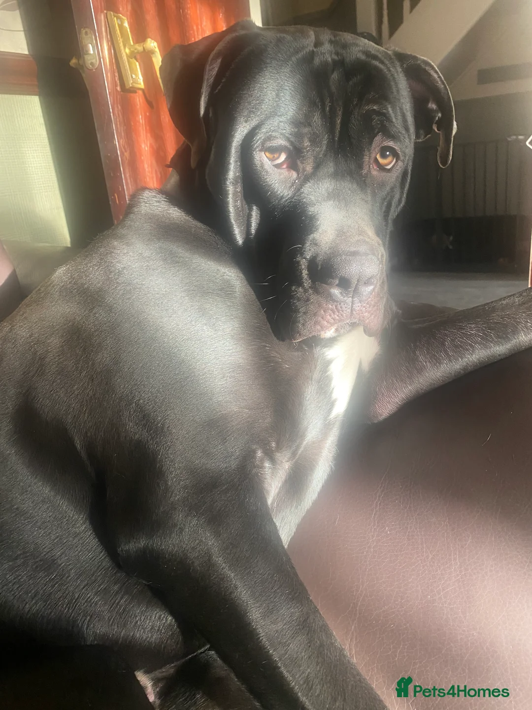 Mixed Breed dogs for sale: 11 month old presa canario cross - Advert 2