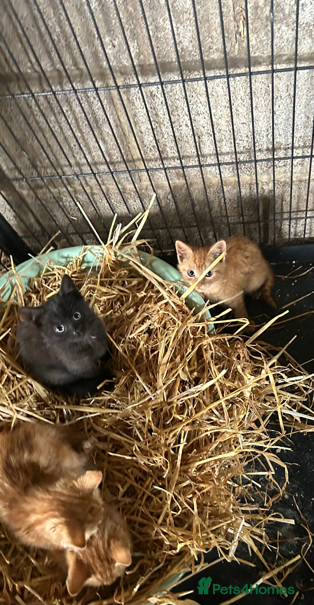 Mixed Breed cats for sale: Mixed litter kittens  - Image 6