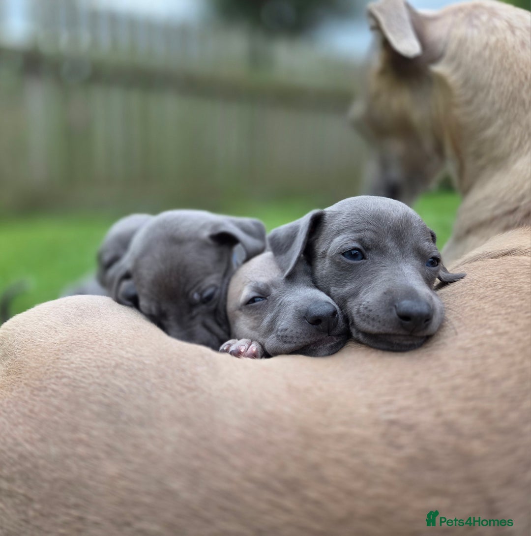 Italian Greyhound dogs for sale: **Wiggys (Whippet/Italian Greyhound)** - Image 10
