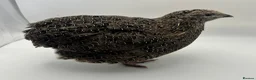 Quail poultry for sale: Jumbo & XL Jumbo POL Quail • Hatched regularly - Advert 4
