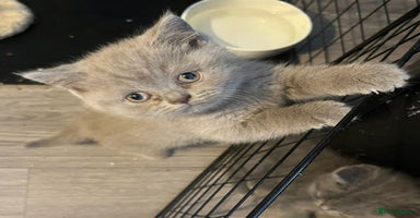 British Shorthair cats - Advert 11