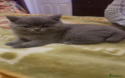 British Shorthair cats for sale: Stunning British Short Hair for Sale - Image 7