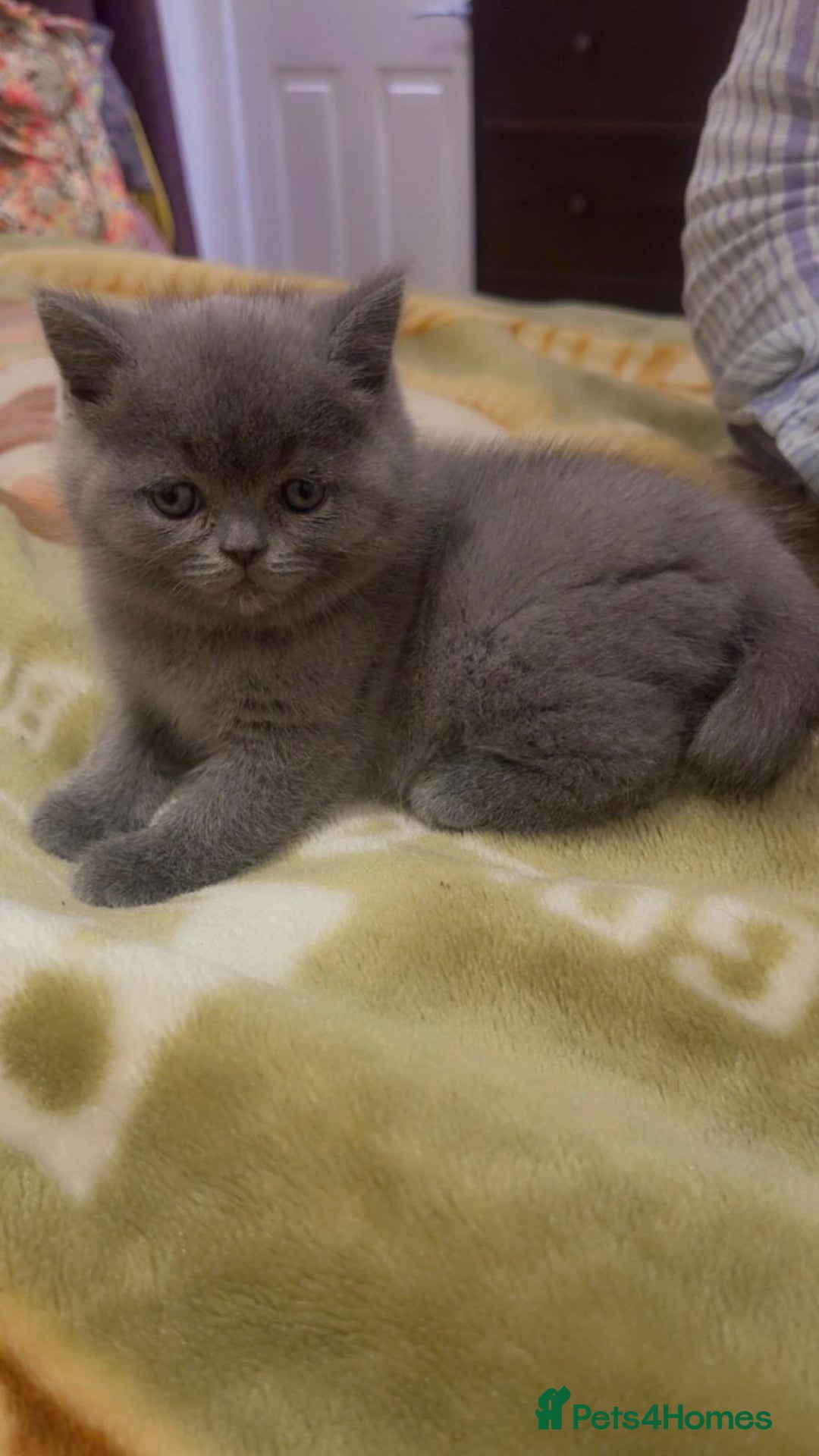 British Shorthair cats for sale: Stunning British Short Hair for Sale - Image 7
