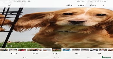 Cockapoo dogs - Advert 6