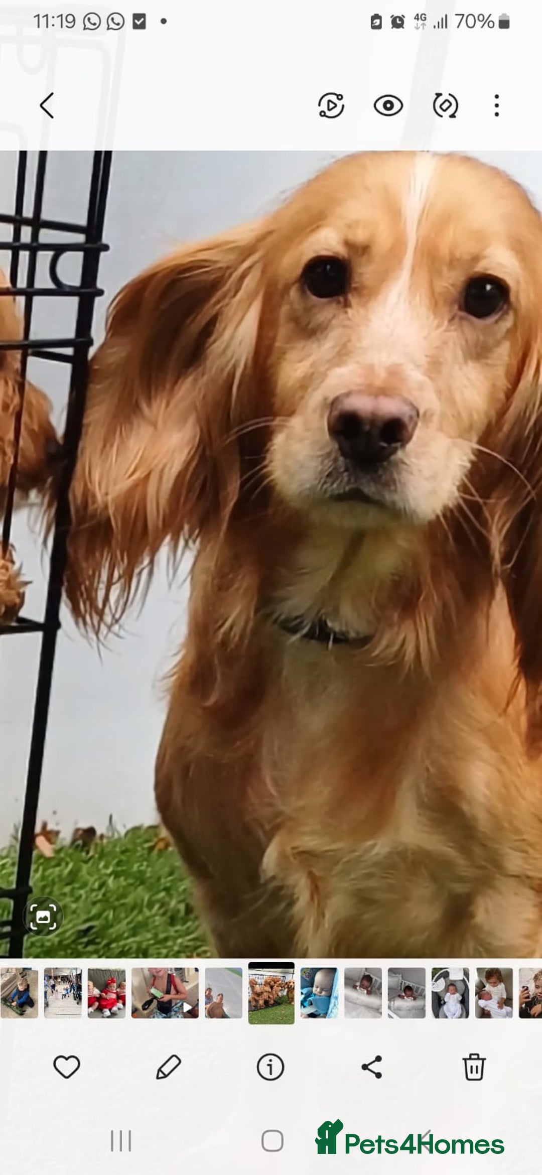 Cockapoo dogs for sale: Beautiful cockapoo loving puppies - Image 2