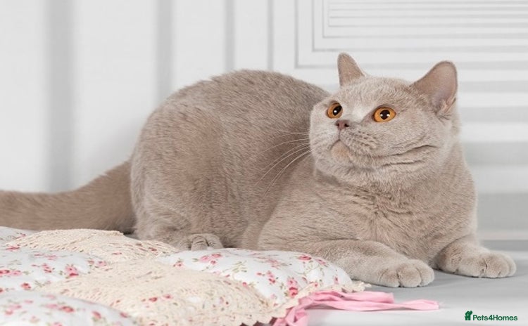 British Shorthair cats - Advert 4