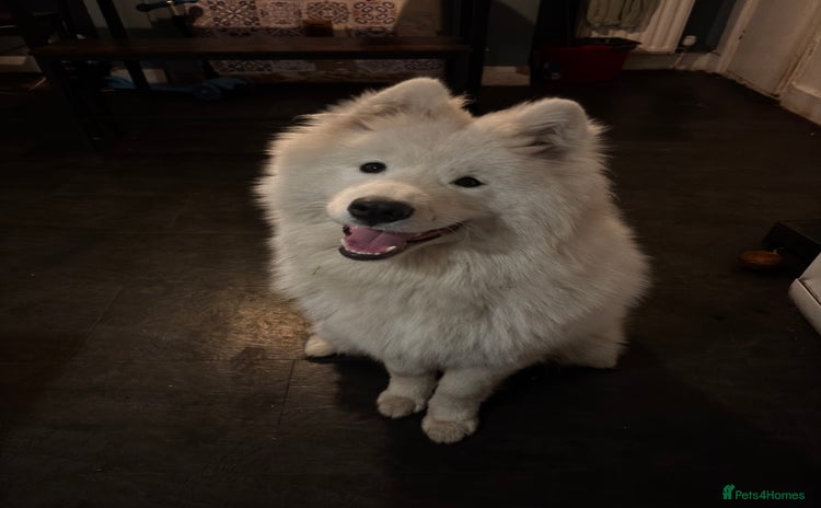 Samoyed dogs Talkative loveable male Samoyed  - Advert 3