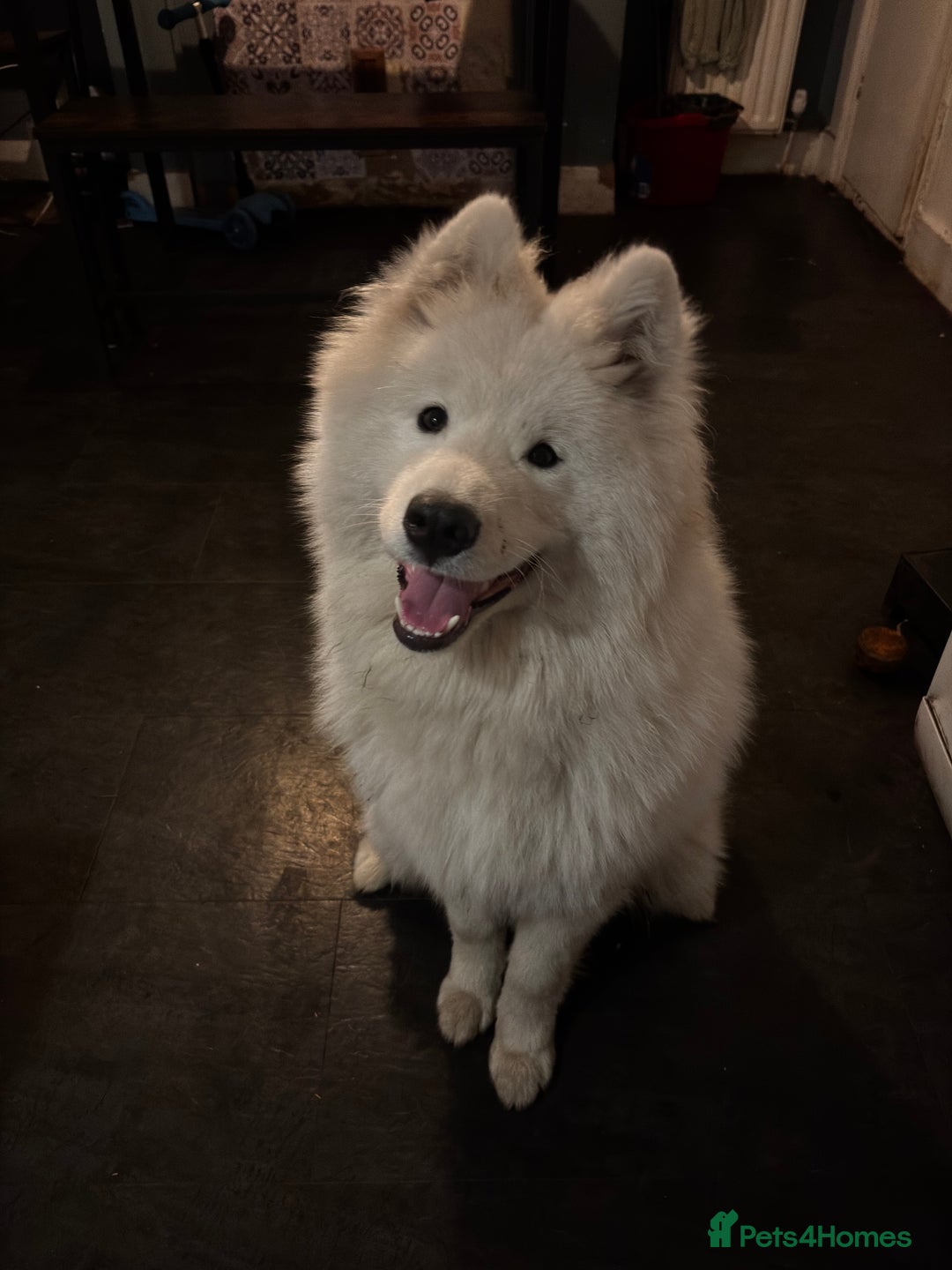 Samoyed dogs for sale: Talkative loveable male Samoyed  - Advert 1