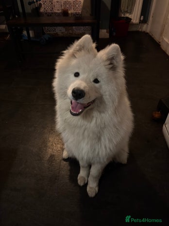 Samoyed dogs Talkative loveable male Samoyed - Advert 1