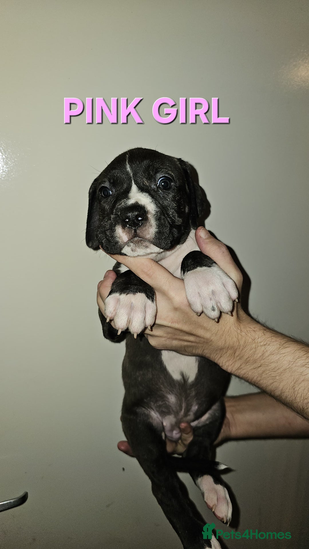 Bullmastiff dogs for sale: 11 Bullmastiff puppies for sale - Advert 19