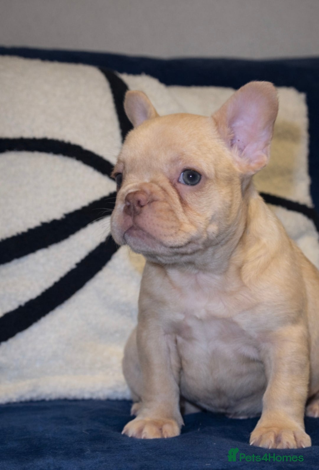 French Bulldog dogs for sale: Rojo french bulldog puppies - Advert 7