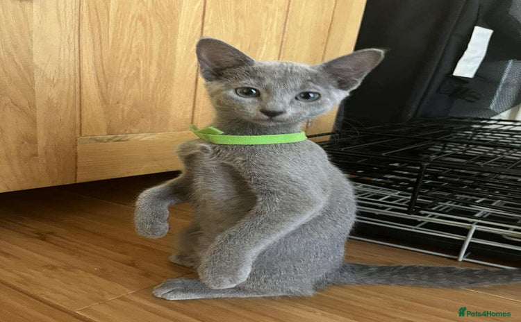 Russian Blue cats - Advert 1