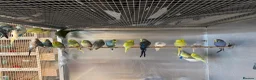 Budgerigars birds for sale: Budgies Breeding pairs and youngsters  - Advert 1