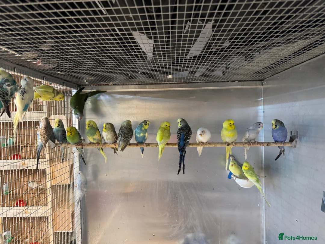 Budgerigars birds for sale: Budgies Breeding pairs and youngsters  - Advert 1
